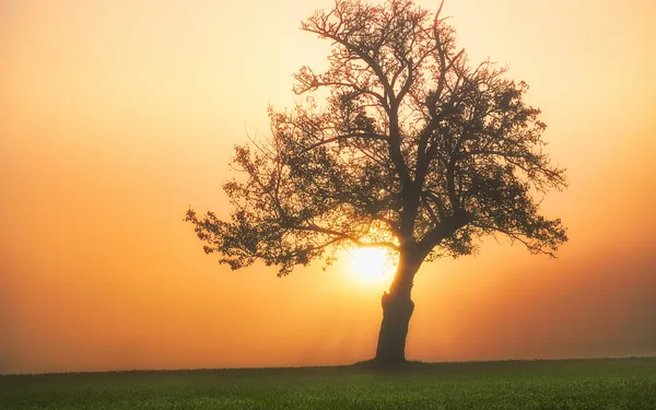 Golden sunlight shines through a lone tree silhouetted against an orange sky above a grassy field