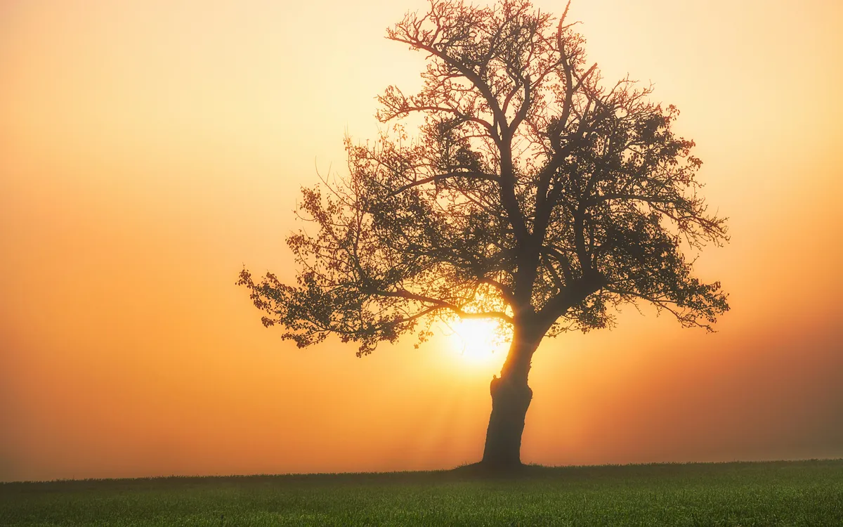 Golden sunlight shines through a lone tree silhouetted against an orange sky above a grassy field